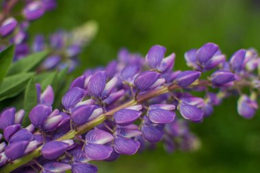 Leylak lupunun makro fotoğrafı. Nikon D7100