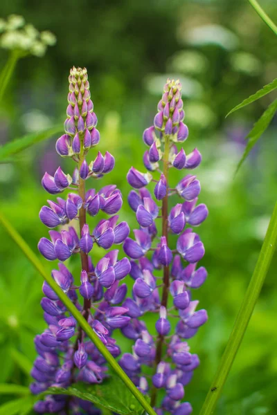 Macro Photo Lilac Lupine Nikon D7100 — Stock Photo, Image