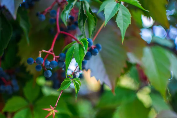 macro photo of wild grapes in autumn. Nikon D7100