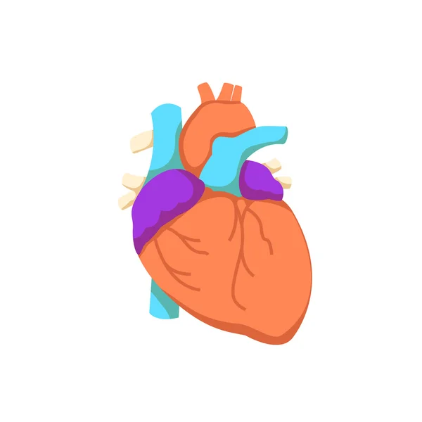 Heart organ human isolated icon vector Royalty Free Stock Illustrations