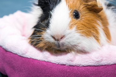 Kobay faresi. Genç bir kobay pembe bir beşikte yatıyor, pembe bir hamak..