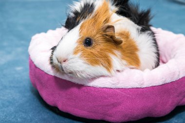 Kobay faresi. Genç bir kobay pembe bir beşikte yatıyor, pembe bir hamak..