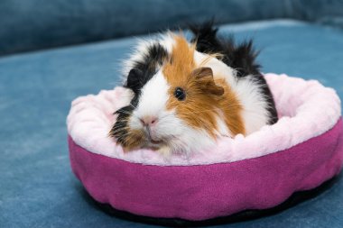 Kobay faresi. Genç bir kobay pembe bir beşikte yatıyor, pembe bir hamak..