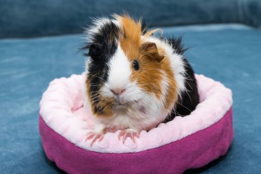 Kobay faresi. Genç bir kobay pembe bir beşikte yatıyor, pembe bir hamak..