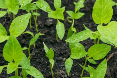 Yerin manzarası tatlı biber filizleri filizleniyor..