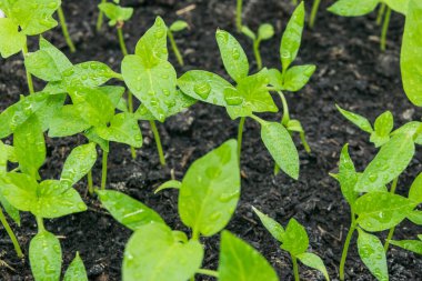 Yerin manzarası tatlı biber filizleri filizleniyor..
