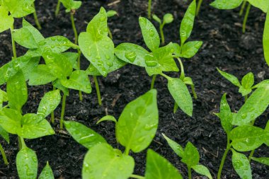 Yerin manzarası tatlı biber filizleri filizleniyor..