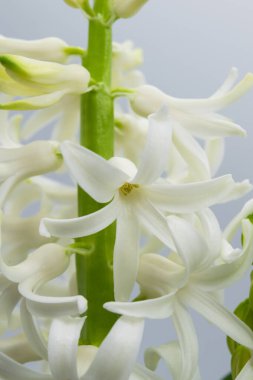 Sümbül çiçeği. Açık arkaplanda beyaz sümbül çiçeklerinin yakın plan görüntüsü