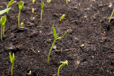 Yerin manzarası tatlı biber filizleri filizleniyor..