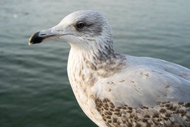 Genç martı Larus marinus, yakın çekim.