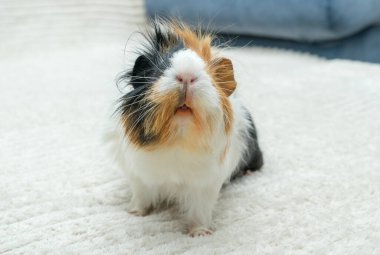 Gine domuzu roseti, genç kobay, arka planda yakın plan görüntüsü.