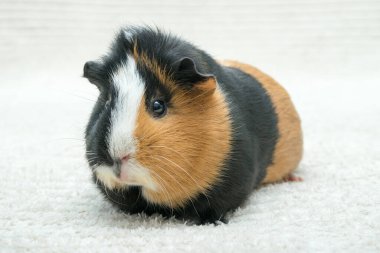 Gine domuzu, genç kobay, arka planda yakın plan..