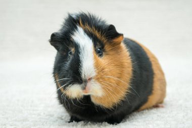 Gine domuzu, genç kobay, arka planda yakın plan..