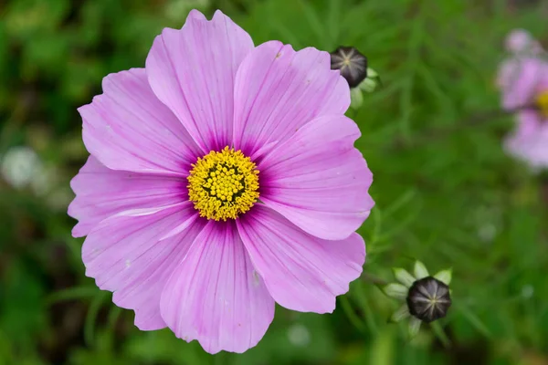 Beautiful pink flower close-up in park