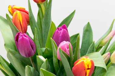 Renkli laleler kapanıyor, bahar çiçekleri hafif arkaplanda