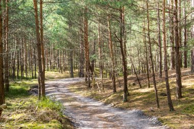 Çam ormanlarındaki orman yolu manzarası, orman arka planı.