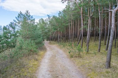 Çam ormanlarındaki orman yolu manzarası, orman arka planı.