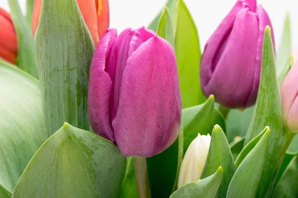 stock image Colorful tulips close up, spring flowers on a light background