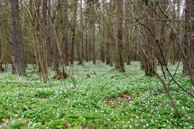 Çiçek açan bir bahar ormanının manzarası Ahşap şakayık (Anemone nemorosa L.)