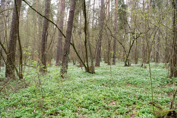 Çiçek Açan Bir Bahar Ormanının Manzarası Ahşap Şakayık Anemone Nemorosa — Stok fotoğraf