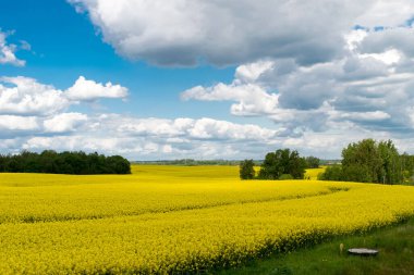 Beyaz bulutlu mavi gökyüzüne karşı sarı kolza tohumu tarlası manzarası