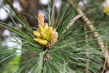 Bir bahar günü genç sarı kozalak manzarası