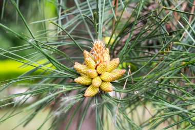 Bir bahar günü genç sarı kozalak manzarası