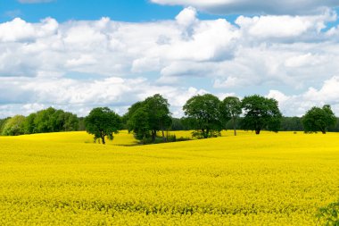 Beyaz bulutlu mavi gökyüzüne karşı sarı kolza tohumu tarlası manzarası