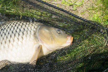 Yakalanmış bir sazan balığı çimlerin üzerinde bir iniş ağında yatıyor.