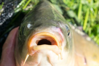 Yakından bir sazan balığının kafası görünüyor, çimlerin üzerinde bir sazan balığı yerde yatıyor.