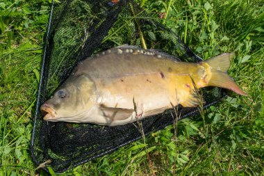 Yakalanmış bir sazan balığı çimlerin üzerinde bir iniş ağında yatıyor.