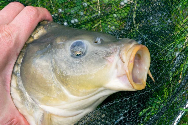 Nahaufnahme Eines Karpfenkopfes Ein Gefangener Karpfen Liegt Einem Kescher Auf — Stockfoto