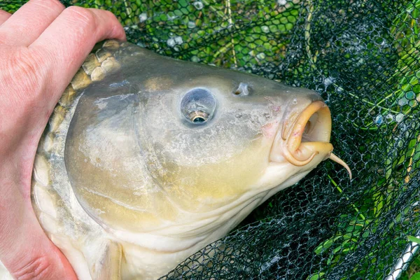 鯉の頭 草の上に着陸網に横たわるキャッチ鯉のクローズアップビュー — ストック写真