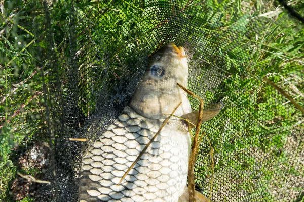 草の上の着陸網に横たわる鯉の姿 — ストック写真