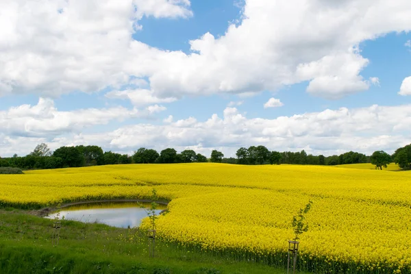 Över Ett Fält Gul Raps Mot Blå Himmel Med Vita Stockbild