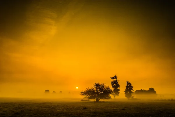 Sunrise with Tree shapes in the back — Stock Photo, Image