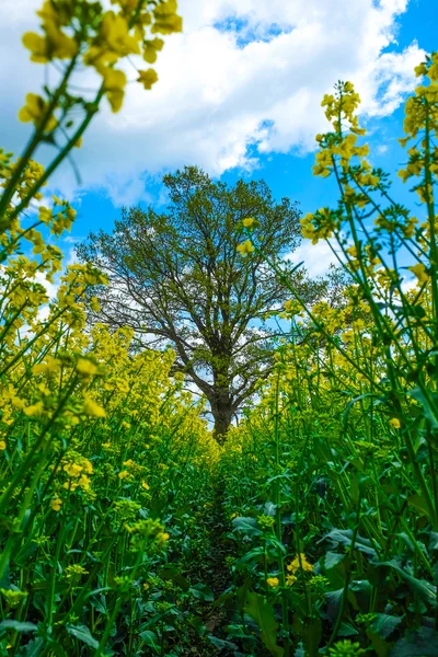 Yellow plants with tree and sky — Stock Photo, Image