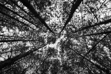 Ağaçlar gökyüzüne karşı