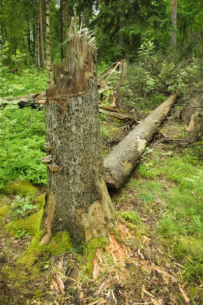 Árbol caído — Foto de Stock