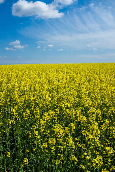 Colza and sky — Stock Photo, Image