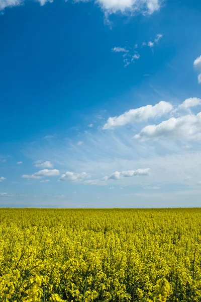 Colza and sky — Stock Photo, Image