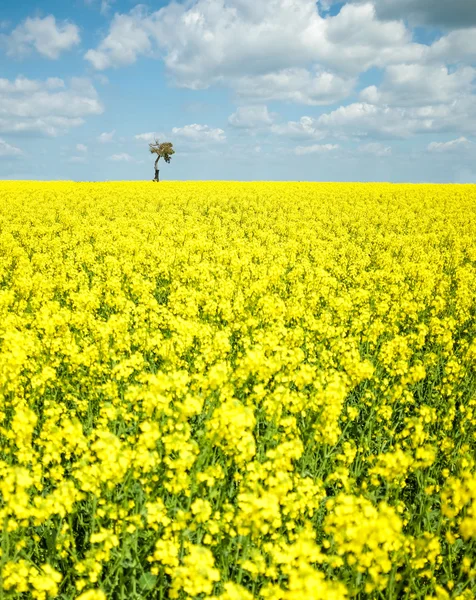 Colza and sky — Stock Photo, Image