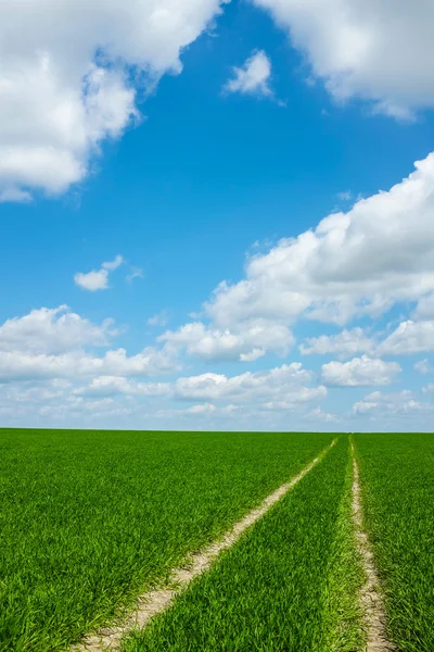 草の道と空 — ストック写真