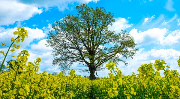 菜種とツリー — ストック写真