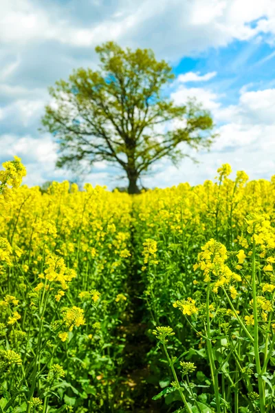 Colza and the tree — Stock Photo, Image