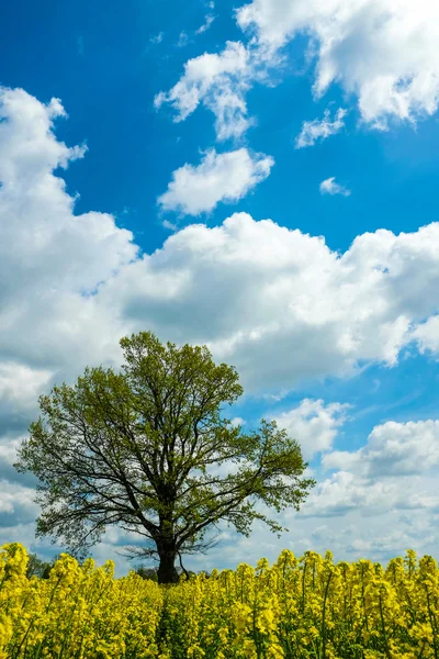 Colza and the tree — Stock Photo, Image