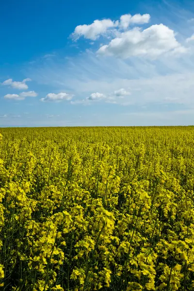 Colza plants and sky — Stock Photo, Image