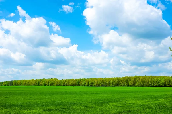 Grass with sky — Stock Photo, Image