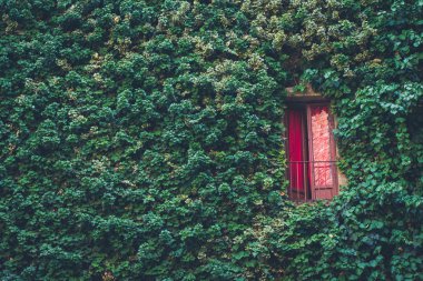 Sağdaki kırmızı bir Balkonlu duvardaki bitkiler