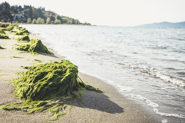 Algas op het strand — Stockfoto